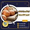 نرخ تخم مرغ از ابتدای شهریور اصلاح می‌شود
